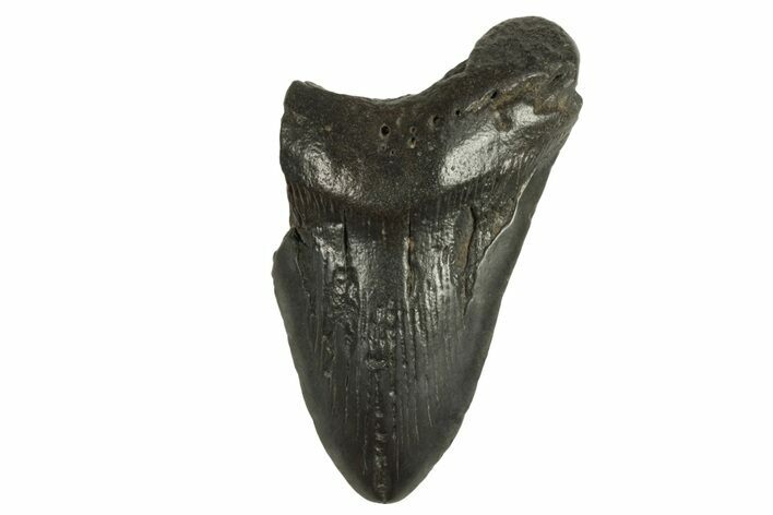 Bargain, Fossil Megalodon Tooth - South Carolina #294429